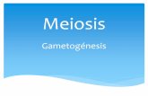 Meiosis - nuevo.lisamvallenar.cla-2°-Medio-B-Semana-23.… · Meiosis II. Gametogénesis. Síntesis de la clase 1.- ¿Qué diferencia hay entre mitosis y meiosis, explica. 2.- ¿Cuál