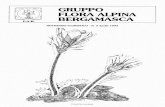 Flora Alpina Bergamasca - Flora Alpina Bergamasca · 2020. 5. 26. · mane auspicabile un maggiore impegno personale da parte ... HALLI- DAY, 1964). In Italia esse si trovano accantonate