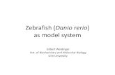 Zebrafish (Danio rerio) - Universität Ulm · Zebrafish (Danio rerio) as model system Gilbert Weidinger Inst. of Biochemistry and Molecular Biology Ulm University. Zebrafish taxonomy