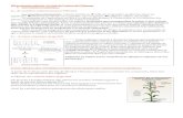 II/Les plantes cultivée : le fruit de l’action de l’Homme 1)beaussier.mayans.free.fr/IMG/pdf/FA12_correction2-2.pdfII/Les plantes cultivée : le fruit de l’action de l’Homme