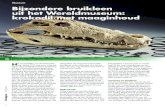 Museum Bijzondere bruikleen uit het Wereldmuseum: krokodil … · 2019. 12. 9. · krokodil had geschoten langs de Zam-tegen vele inlanders’. Het reptiel was een notoire menseneter,