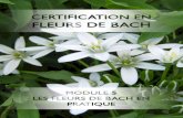 Programme de certification en Fleurs de Bach · Les Fleurs de Bach peuvent être appliquées en massage. Dans ce cas, deux solutions : Pou une légèe fiction, et la diffusion subtile
