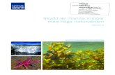 Skydd av marina miljöer med höga naturvärden - Vägledning ... · Rapport 5739 Skydd av marina miljöer med höga naturvården - vägledning marina områdena i varje län och utifrån