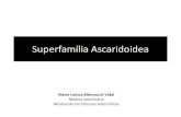 SUPERFAMÍLIA ASCARIDOIDEA - Webnode · 2018. 5. 2. · FILO NEMATHELMINTES Classe Nematoda Ordem Ascaridida Superfamília Subuluroidea Superfamília Heterakoidea Família Heterakidae