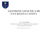 GESTIONE GENETICA DI UNA RAZZA CANINA Renieri .pdf · GESTIONE GENETICA DI UNA RAZZA CANINA Carlo RENIERI Genetica animale e Miglioramento genetico Università di Camerino Club Italiano