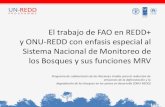 El trabajo de FAO en REDD+ y ONU-REDD con enfasis especial ... · • Fortalecimiento de capacidades y asesoria técnica para la construcción de los NREF/NRF • Desarrollo de talleres