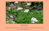 Achillea grandifolia Friv. Beyaz civan perçemiw3.bilecik.edu.tr/biyotek/wp-content/uploads/sites/... · Achillea grandifolia Friv. Beyaz civan perçemi 40-100 cm boylu çok yıllık