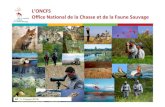L’ONCFS Office National de la Chasse et de la Faune Sauvagedraaf.paca.agriculture.gouv.fr/IMG/pdf/6_ONCFS... · 8 AXE 3 AXE 2 AXE 4 AXE 1 Améliorer la connaissance pour une expertise