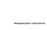 Adaptações celularesdocs.fct.unesp.br/docentes/fisio/augustocesinando/PATO... · 2020. 5. 22. · elementos celulares e conseqüentemente uma redução do tamanho da célula; Elementos