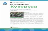 Maize guidelines russian final NEWcropgenebank.sgrp.cgiar.org/images/file/maize/Maize_RUS.pdf · Сукетоши Таба 1 и С. Твумаси -Африйе 2 1Международный