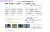 森林 を対象 とした 航空 レーザ 計測 のための レーザ 照射 ...archive.sokugikyo.or.jp/pdf/apa93_2007_01/APA1039.pdf65 樹（ クスノキ ）、落葉広葉樹（