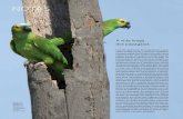 A vida longa dos papagaios...papagaios- -verdadeiros a viver até 80 anos 1 PESQUISA FAPESP 275 | 13 Alguns microrganismos destroem obras de arte, mas outros as protegem, concluiu