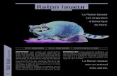 Raton laveur - Le site des chasseurs en Région Val-de Loire€¦ · Raton laveur Procyon lotor DescRiption Son pelage est généralement brun grisâtre avec un masque facial noir