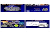 Binder1 - dementia.hiim.hrdementia.hiim.hr/Vollmar_Schnittbildmethoden.pdf · Schnittbildverfahren Übersicht Computertomographie, CT Absorption von Röntgenstrahlung Knochen Kalk