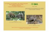 Les espèces de mammifères des Antilles françaises€¦ · espèces introduites (carnivores et marsupial) Petite mangouste indienne (Herpestes javanicus auropunctatus ) Parc des