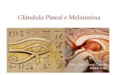 Glândula Pineal e Melatonina - edisciplinas.usp.br€¦ · Glândula Pineal e Melatonina Aaron Lerner e colegas da Universidade de Yale descobriram (1960) que a melatonina está
