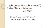 Pruning Small Fruits - University of California, Davis · Pruning Small Fruits) 1. ﻲﻧﺎګ ﺡﻼﻄﺻﺍ . 2. ﺎﺗﺎﺑﻧ ﻥﻠﮐ ﻩﻭﺩBiennial ﻪﻧﻭﺩﻧﺑﺭﻣﮐ