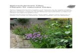 Naturschutzverein Eiken Pflanzen für naturnahe Gärten€¦ · E-Mail: nveiken@bluewin.ch Naturschutzverein Eiken 3 1 Naturnahe Pflanzen für Balkon und Terrasse Stehen mehrere Sorten