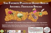 THE FAVORITE PLANTS OF HONEY BEES IN ISTANBUL; TRIFOLIUM ...No_10).pdf · The Genus Trifolium L. in the World Trifolium montanum subsp. humboldtianum The clover genus, Trifolium L.,