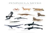 PENÍNSULA MITRE - Rewilding Argentina€¦ · PENÍNSULA MITRE ˜˚˛˝˝˙ˆˇ˛˘ˆ ˛ ˆ ˝ ˛ ˚ ˙ Ballena jorobada (Megaptera novaeangliae) Centolla (Maja squinado) Cóndor
