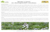 Weiße Lupine im ökologischen Landbau · Bayerische Landesanstalt für Landwirtschaft, Institut für Ökologischen Landbau, Bodenkultur und Ressourcenschutz Lange Point 12, 85354