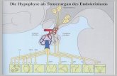 Die Hypophyse als Steuerorgan des Endokriniums · 2009. 6. 10. · Therapie der HVL-Insuffizienz Schilddrüse 100-200 µg L-Thyroxin/Tag Nebennieren 25-37,5 mg Hydrocortison /Tag