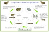 Le cycle de vie de la grenouille...Le cycle de vie de la grenouille Les œufs de la grenouille sont dans l’eau. Ils sont nombreux et comme collés les uns aux autres. La petite grenouille