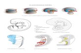 Az emésztőrendszer fejlődése 2016.pdfAz emésztőrendszer fejlődése Középbél Az embrió cranio-caudalis hajlása és a primitív bélcső kialakulása Entodermális eredetű