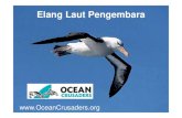 Elang Laut Pengembara - Ocean Crusadersoceancrusaders.org/lessons/Indonesia/12th Lesson... · 2020. 3. 16. · Elang laut pengembara yang perkasa adalah bagian dari statistik itu.