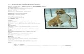 Rasa : American Staffordshire Terrier · Rasa : American Staffordshire Terrier Nazwa i przydomek : Alta Carya EL BOMBERO NUX , Ur. 27.10.2004 r. O : Gang Staff (FCI) IRGEN GOLDEN