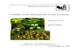 Variation in the Melampyrum sylvaticum group · Keywords:Melampyrum herbichii, Melampyrum sylvaticum, morphometrics, Sudeten Mts, taxonomy, variance components, Western Carpathians