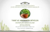 New TIBBİ VE AROMATİK BİTKİLER OCİMUM BASİLİCUM (FESLEĞEN) · 2019. 8. 5. · Ankara Büyükşehir Belediyesi Çevre Koruma ve Kontrol Dairesi Başkanlığı Çevre ve Peyzaj