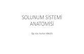 SOLUNUM SİSTEMİ ANATOMİSİ - Ankara Üniversitesi · 2017. 1. 25. · Dorsum nasi’ninyukarıda alınla birleştiği kısma radix nasi, aşağıda kalan uç kısmına da apex