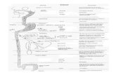 Freefdanieau.free.fr/cours/bts/A1/bcm/chapitre3/Physiologie Digestive.pdf · Anatomie du système digestif. estomac bouche cesophage ALIMENTS ET EAU (glandes salivaires) coeur (sang