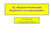 10. Phylum Firmicutes Bastones no esporulados · anaerobios facultativos, catalasa positivos, oxidasa negativos. Listeria esta ampliamente distribuida en el ambiente, particularmente