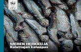 OPAS 2012 - WWF · 4 1. Suosi kotimaista kestävästi pyydettyä ka-laa. Korvaamalla kulutuksessa tuontikalaa paikallisilla saaliilla, voidaan kalastuspai-netta valtamerissä laskea.
