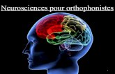 Neurosciences pour orthophonistes - unice.frgrammont/l1neurortho/l1neurortho2.pdf · Des cerveaux de plus en plus gros 24 Des cerveaux de plus en plus gros 25 Processus de télencéphalisation