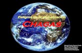 Peligros de la globalización Chagas · -Inflamación en la puerta de entrada o “chagoma”.-Si esta entrada es en la conjuntiva, se produce el signo de Romaña. Apareciendo en