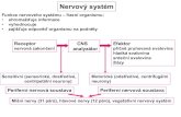 Nervový systém - Masaryk University...Nervový systém Funkce nervového systému – řízení organismu: • shromažďuje informace • vyhodnocuje • zajišťuje odpověď organismu