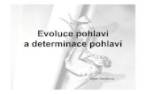 Evoluce pohlaví a determinace pohlaví - Masaryk University · Determinace pohlaví • pohlaví je vetšinou determinováno geneticky pri oplozen í • intragenomový konflikt