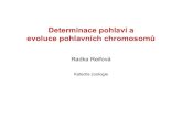Determinace pohlaví a evoluce pohlavních chromosomůweb.natur.cuni.cz/.../prezentace/Determinace-pohlavi-2018-final.pdf · Determinace pohlaví u bezobratlých se odehrává na