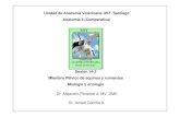 Unidad de Anatomía Veterinaria UST. Santiago Anatomía II … AV2... · 2013. 8. 12. · Tensor fascia lata Glúteo medio-En bovino el bíceps femoral y glúteo superficial se fusionan