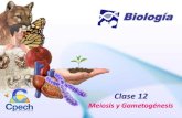Biología...•Identificar y explicar las etapas de la meiosis. •Reconocer la diferencia entre sinápsis, tétrada, crossing-over, quiasma y permutación cromosómica. •Analizar