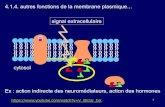 4.1.4. autres fonctions de la membrane signal extracellulaire€¦ · La « différenciation cellulaire » se met en place au cours du développement de l’organisme. 14 nucléotide