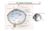각막 조리개 수정체 망막optics.hanyang.ac.kr/~shsong/19-Optics of the eye.pdf · 2016. 8. 31. · Accommodation (Accommodation (수정체원근조정수정체원근조정))•
