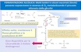 PowerPoint Presentation · Glicolisi Acetil-CoA Metabolismo aerobico: il piruvato entra nel mitocondrio Ciclo di Krebs Piruvato Acetil-CoA Complesso della Piruvato deidrogenasi (PDH)