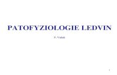 PATOFYZIOLOGIE LEDVINpatofyziologie.lfp.cuni.cz/wp-content/uploads/2020/03/...Stavba a funkce kůry a dřeně ledvin Kůra ledvin•představuje prostředí o stejné osmotické koncentraci
