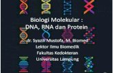 Biologi Molekular : DNA, RNA dan Protein...Lektor Ilmu Biomedik Fakultas Kedokteran Universitas Lampung Gula penyusun asam nukleat Basa Nitrogen Pirimidin Sitosin Timin Urasil Cincin