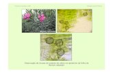 Nerium oleander tubérculos Cristais de inulinaazolla.fc.ul.pt/aulas/documents/Nerium.pdf · Observação de drusas de oxalato de cálcio na epiderme da folha de Nerium oleander Francisco