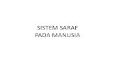 SISTEM SARAF PADA MANUSIA - smpn45jkt.sch.co.idsmpn45jkt.sch.co.id/images/cms/20103401/6/file/SISTEM SARAF.pdf · Sadar Saraf Pusat Saraf Tepi Saraf Simpatik Saraf Parasimpatik Otak